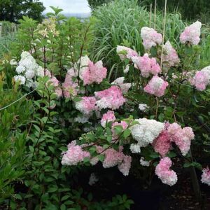 Hydrangea paniculata Vanillé Fraise 100-125 cm